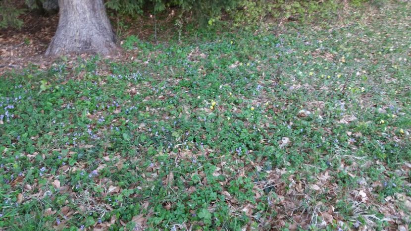 Toporasii si ciobotica cucului in plin sezon - Drumetie 27 aprilie 2017