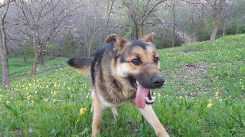 Limba - Drumetie 27 aprilie 2017