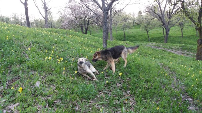 Ne am gasit partener de joaca - Drumetie 27 aprilie 2017