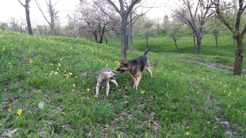  - Drumetie 27 aprilie 2017