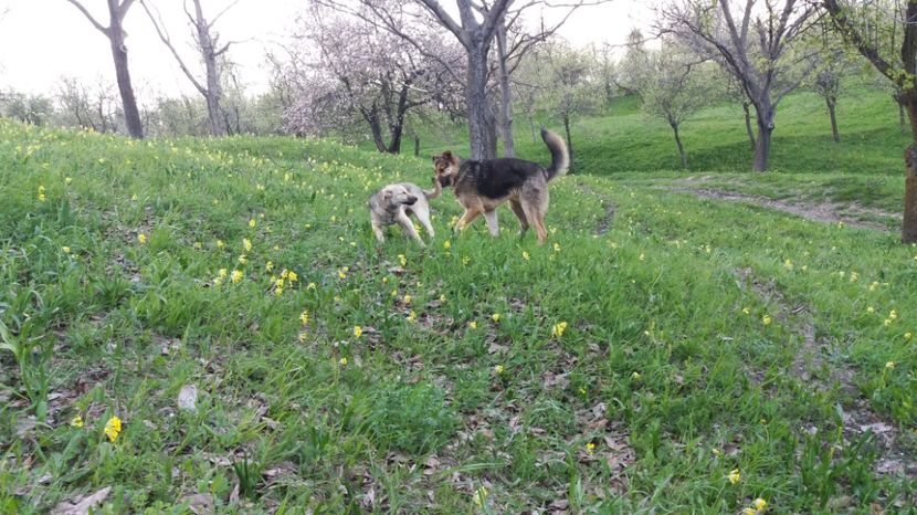  - Drumetie 27 aprilie 2017