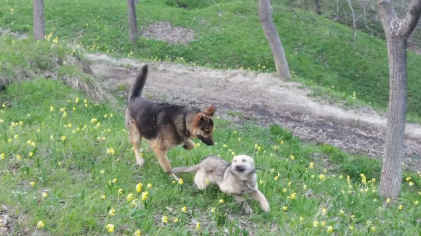  - Drumetie 27 aprilie 2017