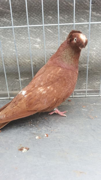  - JUCATORI BIMOTATI DE ARDEAL