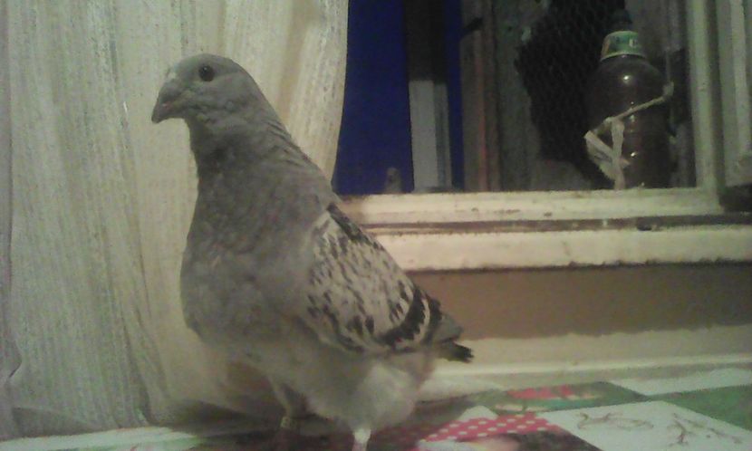 O fetita - PUII 2017 DIN LA FABRICA