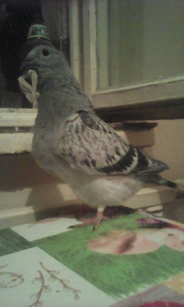  - PUII 2017 DIN LA FABRICA