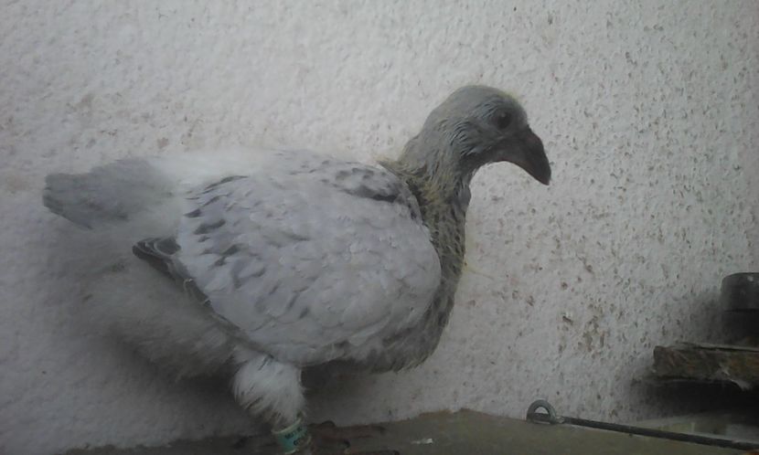  - PUII 2017 DIN LA FABRICA