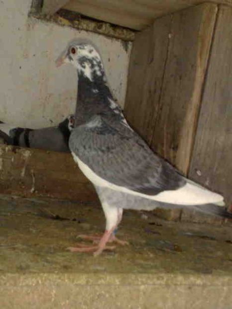  - Pui 2017-2018 -2019-2020 -2021-matca-doici-vind aproape tot lotul
