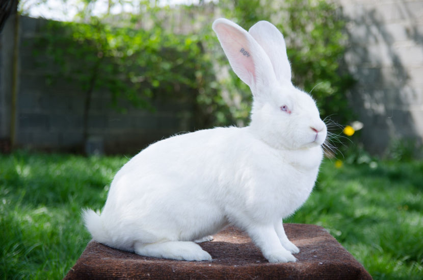 RO 4 - Urias German Alb F 4