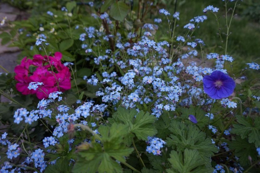  - Geranium si alte perene