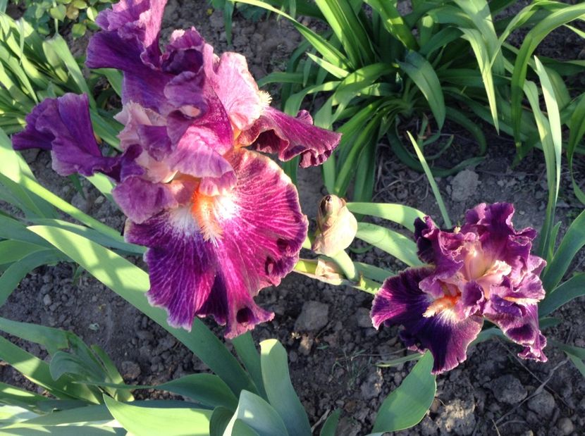 image - Primavara 2017