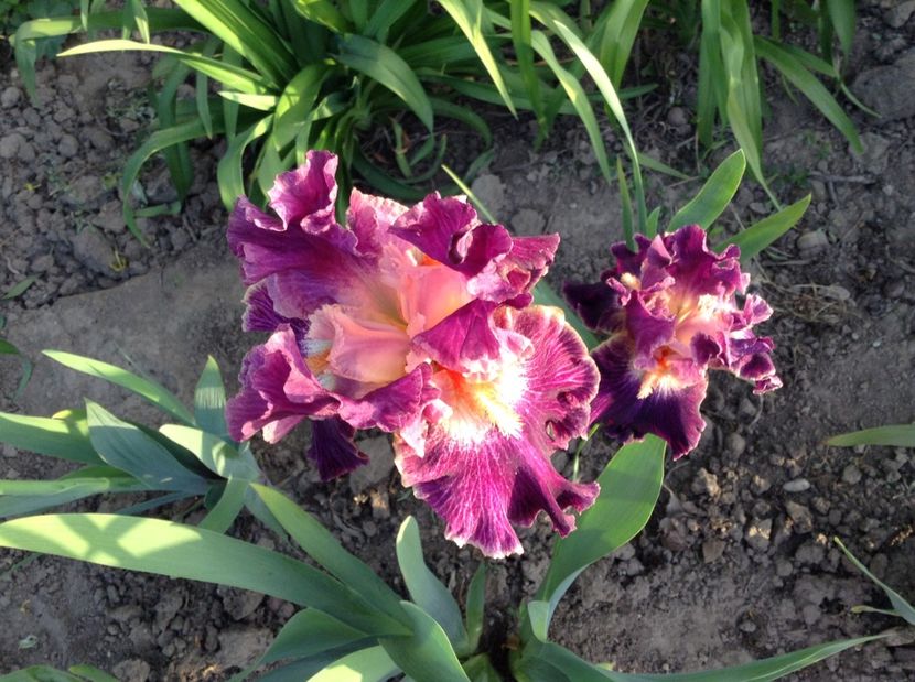 image - Primavara 2017