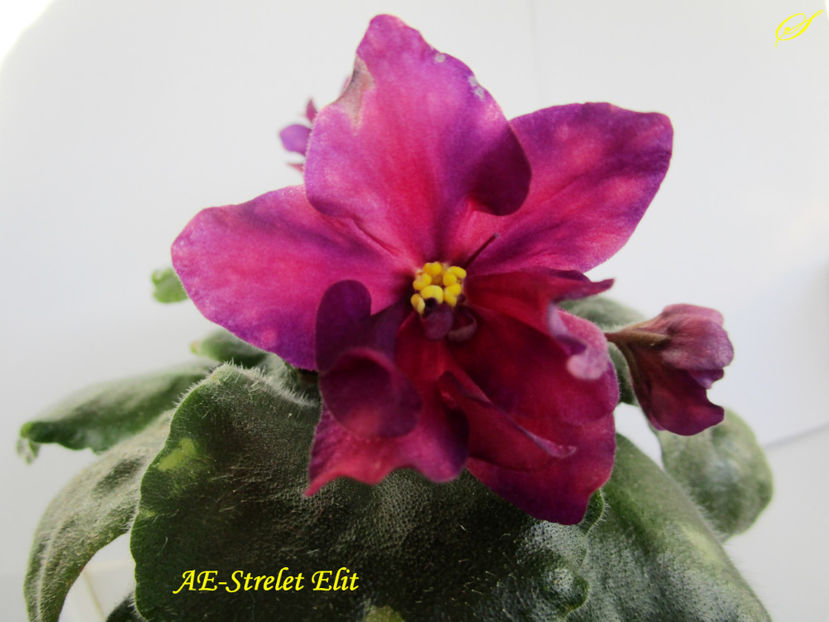 AE-Strelet Elit(28-04-2017) - Violete 2017