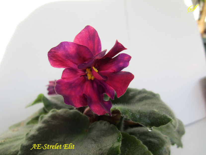 AE-Strelet Elit(28-04-2017)\ - Violete 2017