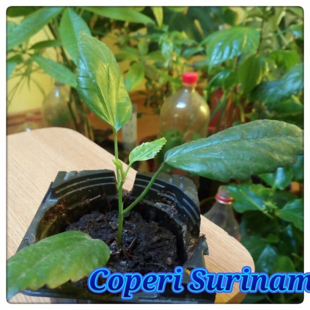 Hibi Coperi Surinam - Disponibile 2017