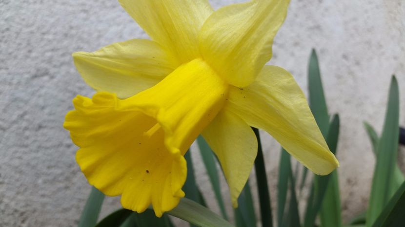 narcise Carlton 2017-04-14 - 2017 Narcise