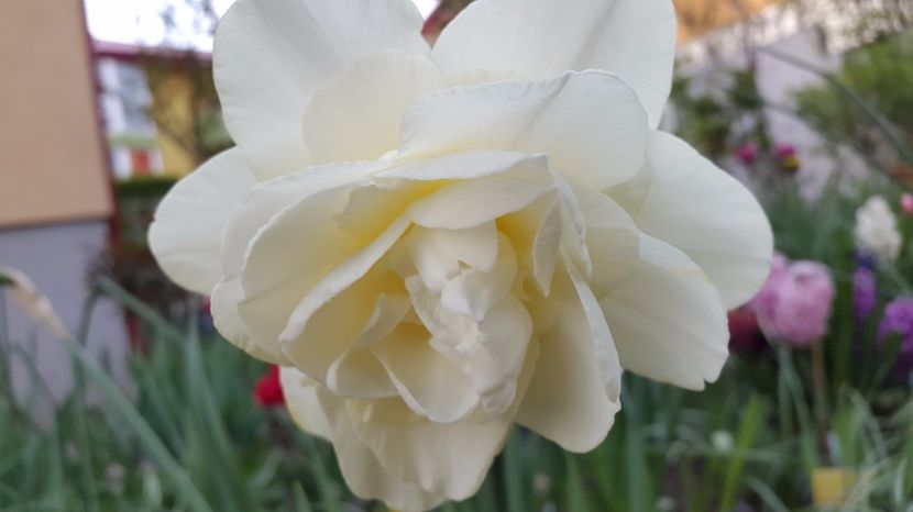 narcise duble Obdam 2017-04-18 - 2017 Narcise