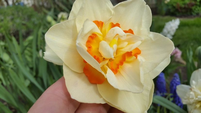 narcise Peach Cobler 2017-04-12 - 2017 Narcise