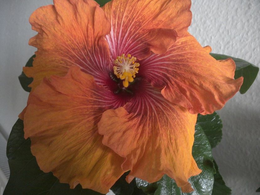 WIN_20170428_070956 - Tahitian Dark Congo