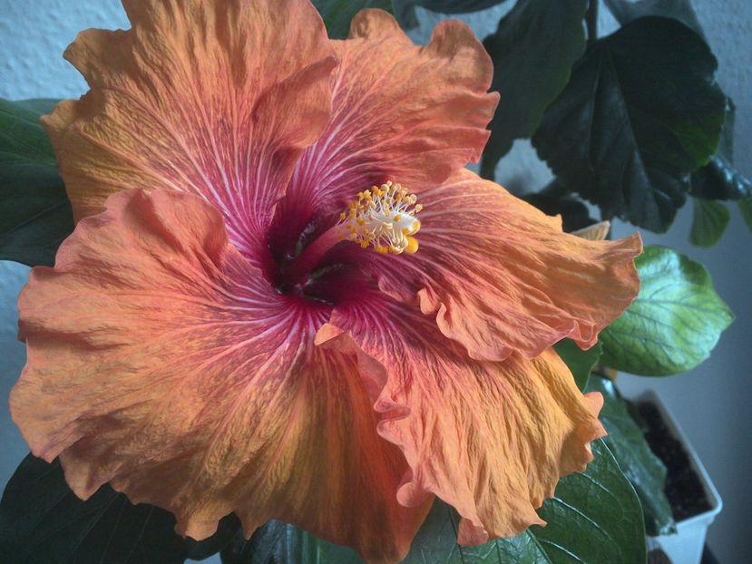 WIN_20170428_071010 - Tahitian Dark Congo