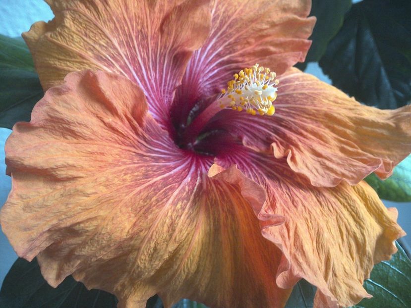 WIN_20170428_071032 - Tahitian Dark Congo