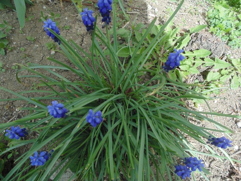  - 2017 Aprilie brumat