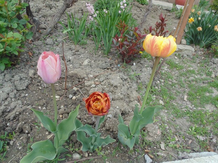  - 2017 Aprilie brumat