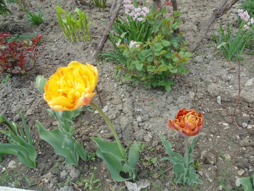  - 2017 Aprilie brumat