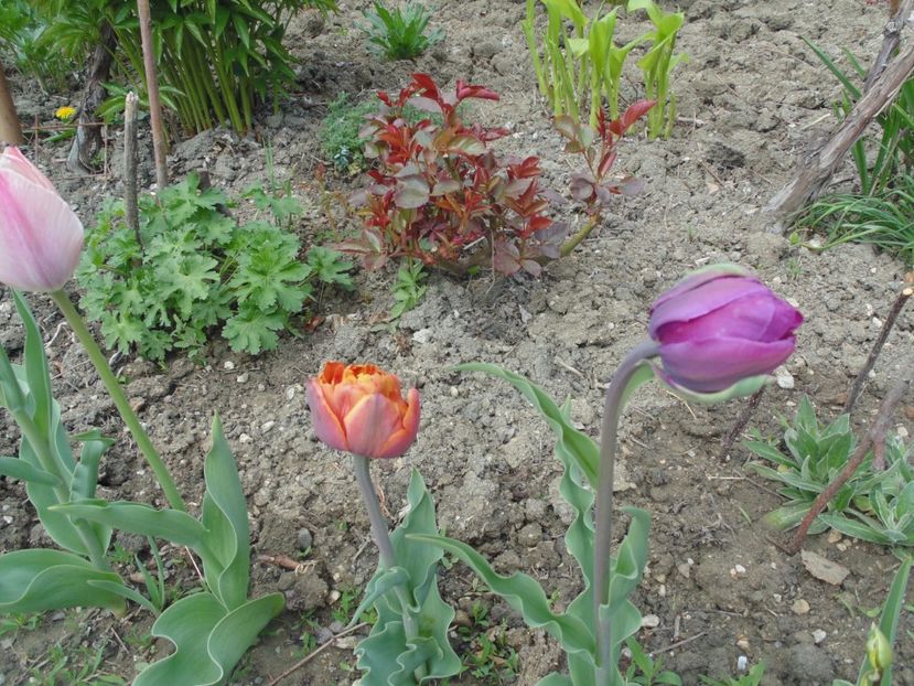  - 2017 Aprilie brumat