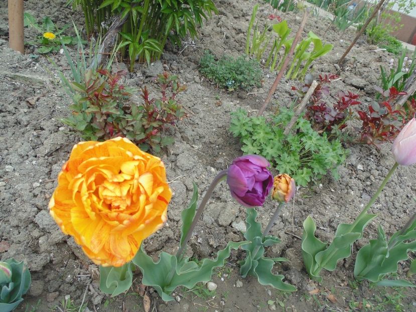  - 2017 Aprilie brumat