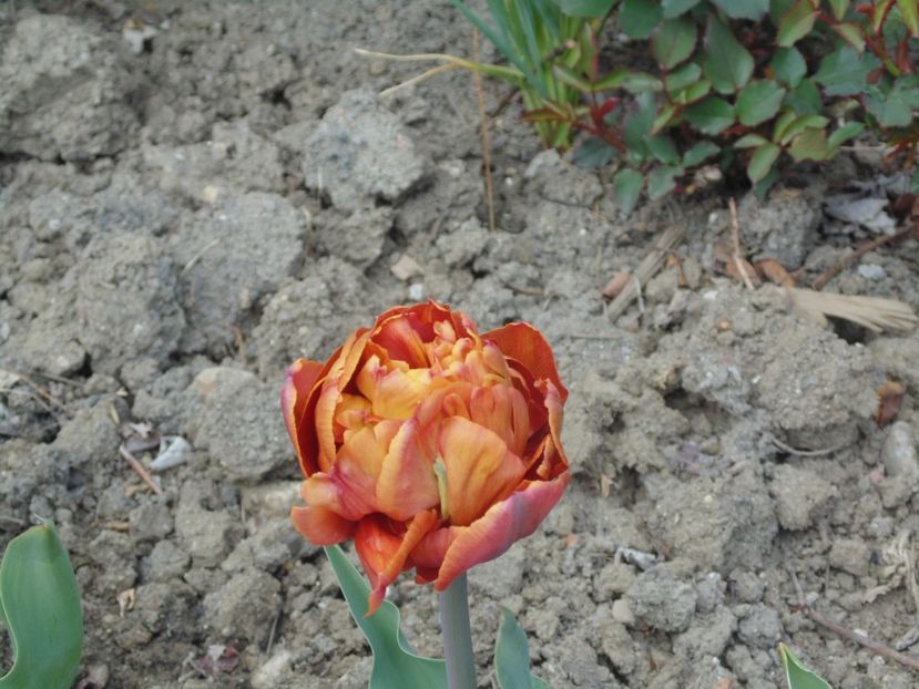  - 2017 Aprilie brumat