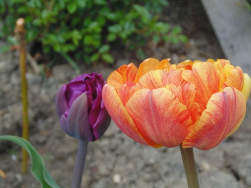  - 2017 Aprilie brumat