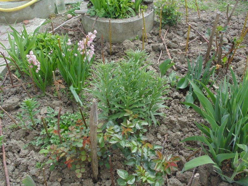  - 2017 Aprilie brumat