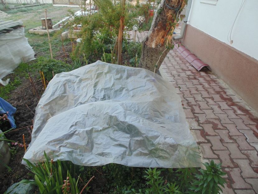  - 2017 Aprilie brumat