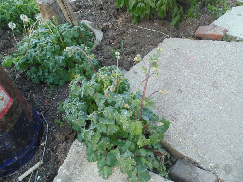  - 2017 Aprilie brumat