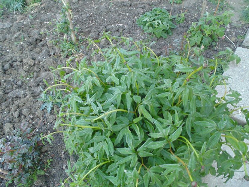  - 2017 Aprilie brumat