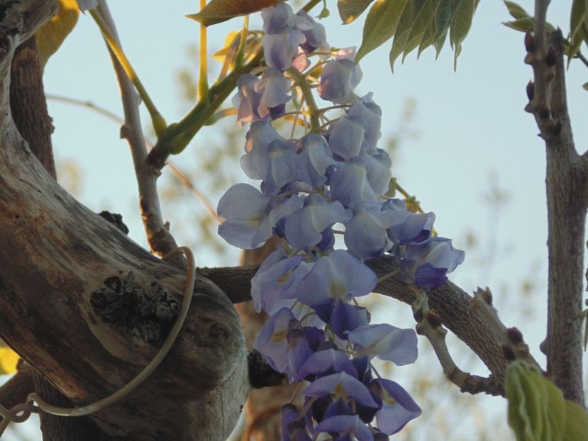  - 2017 Aprilie brumat