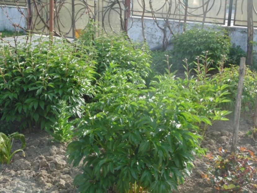  - 2017 Aprilie brumat