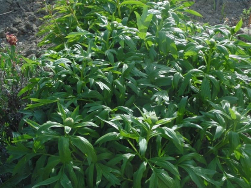  - 2017 Aprilie brumat