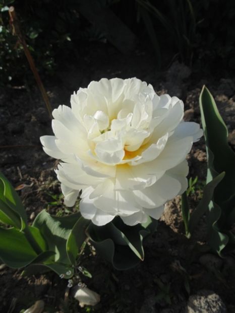 Lalea pitica - 2017 Aprilie brumat