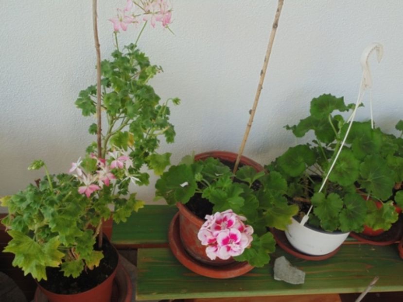  - 2017 Aprilie brumat