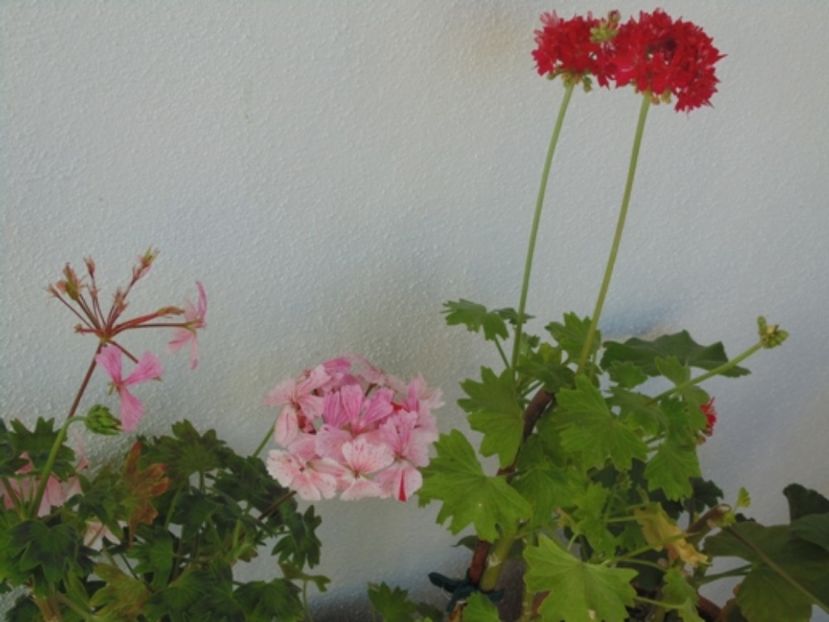 Multumesc Flora! - 2017 Aprilie brumat