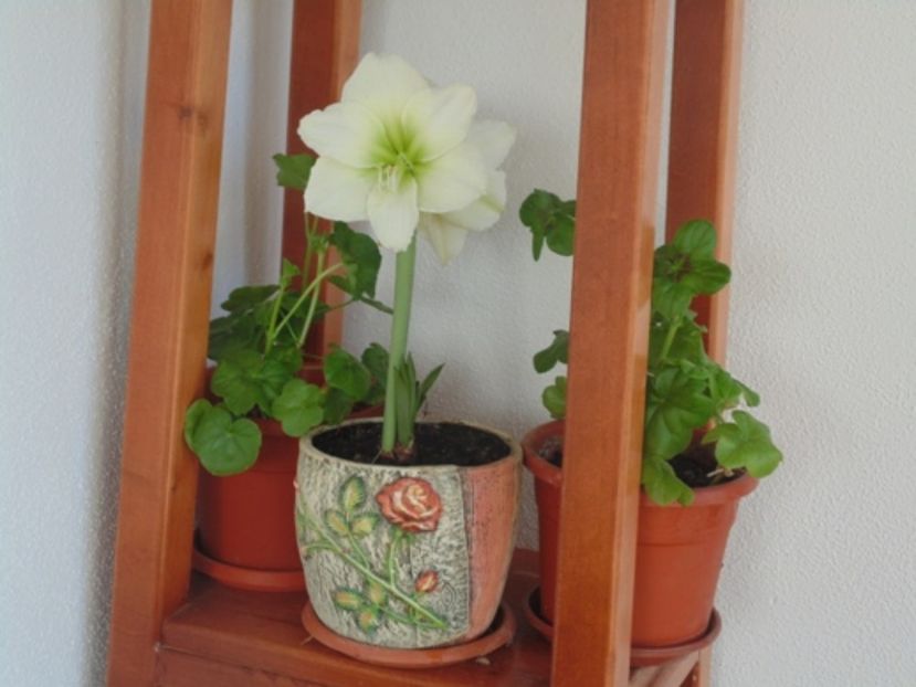  - 2017 Aprilie brumat