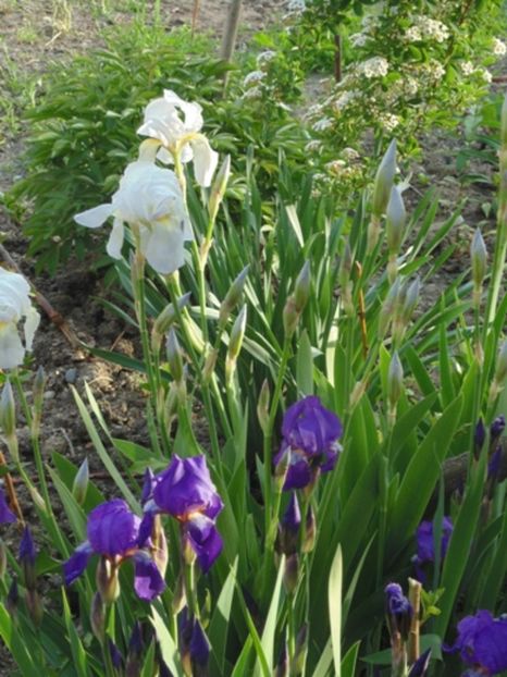  - 2017 Aprilie brumat