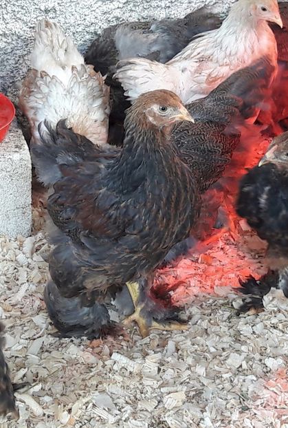  - a__Pui si tineret brahma 2017