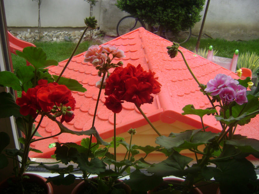  - FLORILE MELE  2017