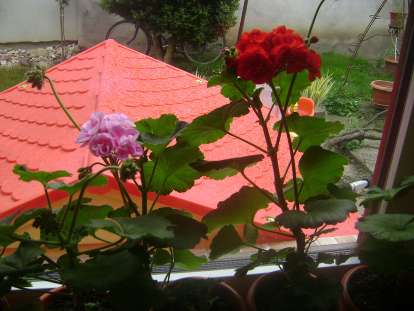  - FLORILE MELE  2017