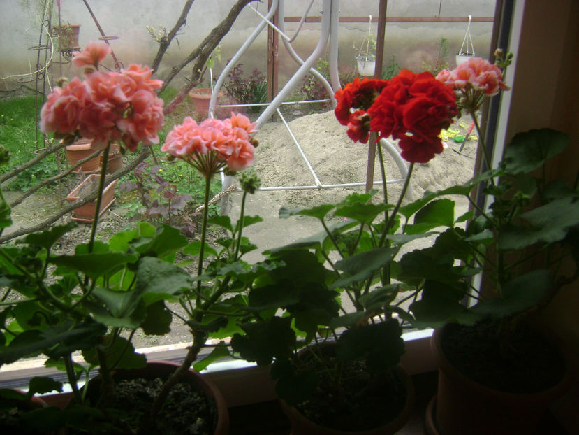  - FLORILE MELE  2017