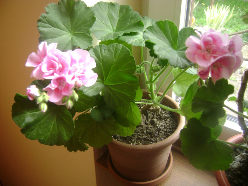  - FLORILE MELE  2017