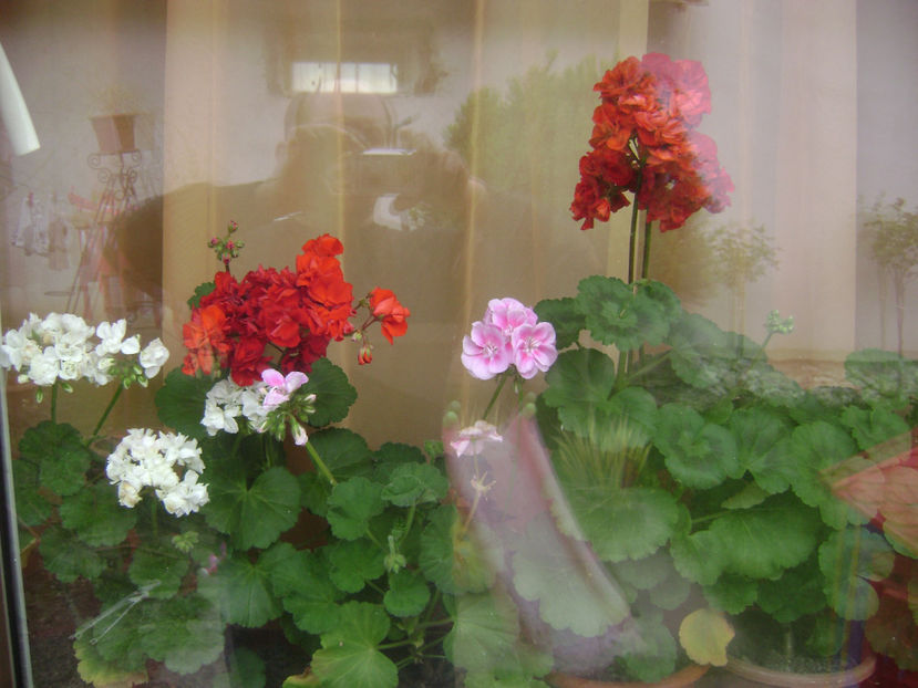  - FLORILE MELE  2017