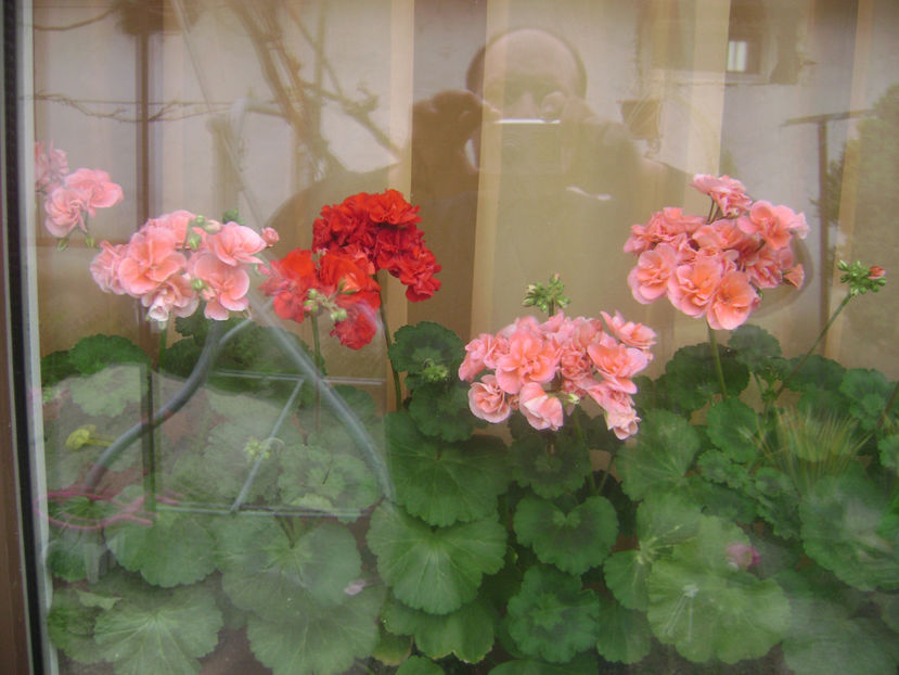  - FLORILE MELE  2017